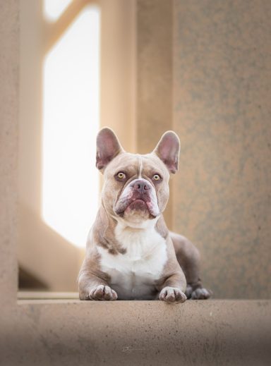 Franklin